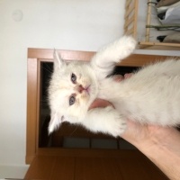 British Shorthair, Kedi  İsimsiz fotoğrafı
