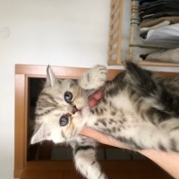British Shorthair, Kedi  İsimsiz fotoğrafı