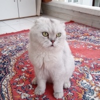 Scottish Fold, Kedi  Muffin fotoğrafı