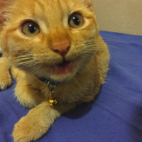 Siyam Kedisi, Kedi  romeo fotoğrafı