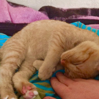 Siyam Kedisi, Kedi  romeo fotoğrafı