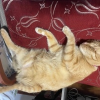 Tekir Kedi, Kedi  Badem fotoğrafı