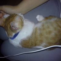 Tekir Kedi, Kedi  Tarçın fotoğrafı