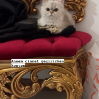 British Longhair, Kedi  Kontes fotoğrafı
