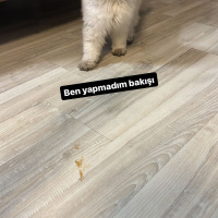 British Longhair, Kedi  Kontes fotoğrafı