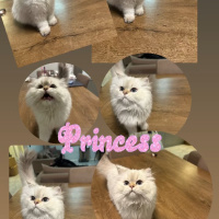 British Longhair, Kedi  Kontes fotoğrafı