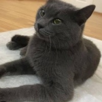 British Shorthair, Kedi  Badem fotoğrafı
