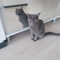 British Shorthair, Kedi  Badem fotoğrafı