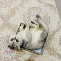 British Shorthair, Kedi  Liloş fotoğrafı