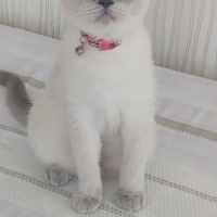Scottish Fold, Kedi  Miya fotoğrafı