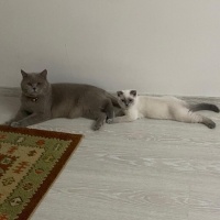 Scottish Fold, Kedi  Miya fotoğrafı