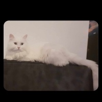 Scottish Fold, Kedi  Majör fotoğrafı