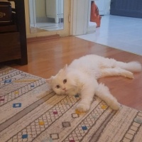 Scottish Fold, Kedi  Majör fotoğrafı