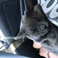 Nebelung, Kedi  Luna fotoğrafı