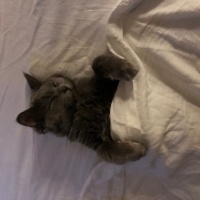 Nebelung, Kedi  Luna fotoğrafı