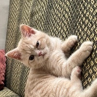 British Shorthair, Kedi  ares fotoğrafı
