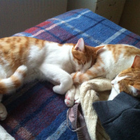 Tekir Kedi, Kedi  Sütlü-Ballı fotoğrafı