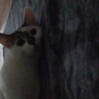 Tekir Kedi, Kedi  Tonton fotoğrafı