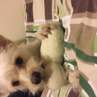 Avustralya Terrier, Köpek  Küçük ırk kızımız yeni yuvasını arıyor fotoğrafı