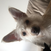 Avustralya Terrier, Köpek  Küçük ırk kızımız yeni yuvasını arıyor fotoğrafı