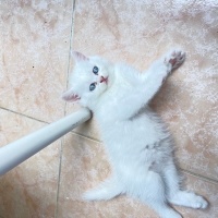 British Longhair, Kedi  British longhair Beyaz fotoğrafı