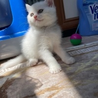 British Longhair, Kedi  British longhair Beyaz fotoğrafı