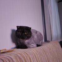 Scottish Fold, Kedi  Zeytin fotoğrafı
