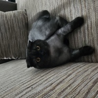 Scottish Fold, Kedi  Zeytin fotoğrafı