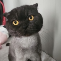 Scottish Fold, Kedi  Zeytin fotoğrafı