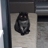 Scottish Fold, Kedi  Zeytin fotoğrafı
