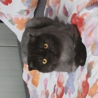 Scottish Fold, Kedi  Zeytin fotoğrafı