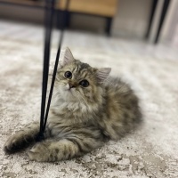 Chinchilla, Kedi  Venüs fotoğrafı
