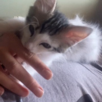 Tekir Kedi, Kedi  Minnak fotoğrafı