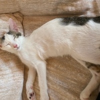 Tekir Kedi, Kedi  Prens fotoğrafı