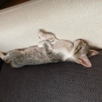Tekir Kedi, Kedi  Tırtıl fotoğrafı