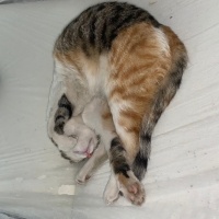 Tekir Kedi, Kedi  Azman fotoğrafı
