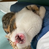 Tekir Kedi, Kedi  Azman fotoğrafı