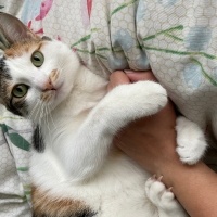 Tekir Kedi, Kedi  Nazmiye (Nazmiş) fotoğrafı