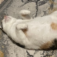 Tekir Kedi, Kedi  Nazmiye (Nazmiş) fotoğrafı