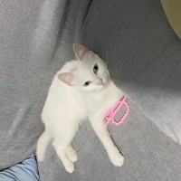 Van Kedisi, Kedi  Akça fotoğrafı