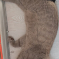 Scottish Fold, Kedi  liri fotoğrafı
