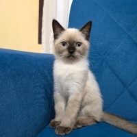 British Shorthair, Kedi  Duman fotoğrafı