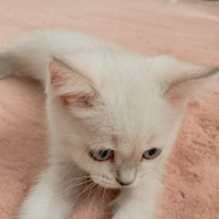British Longhair, Kedi  Mia fotoğrafı