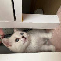 British Longhair, Kedi  Mia fotoğrafı