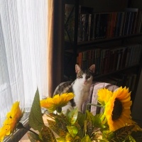 Tekir Kedi, Kedi  Pera fotoğrafı