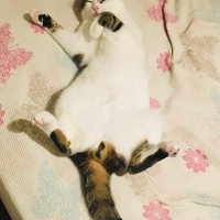 Tekir Kedi, Kedi  Pera fotoğrafı