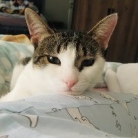 Tekir Kedi, Kedi  Pera fotoğrafı