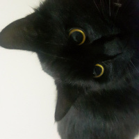 Bombay, Kedi  Lucky fotoğrafı