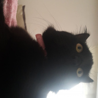 Bombay, Kedi  Lucky fotoğrafı