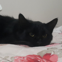 Bombay, Kedi  Lucky fotoğrafı
